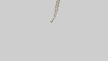 Squirrel Spine 3D model