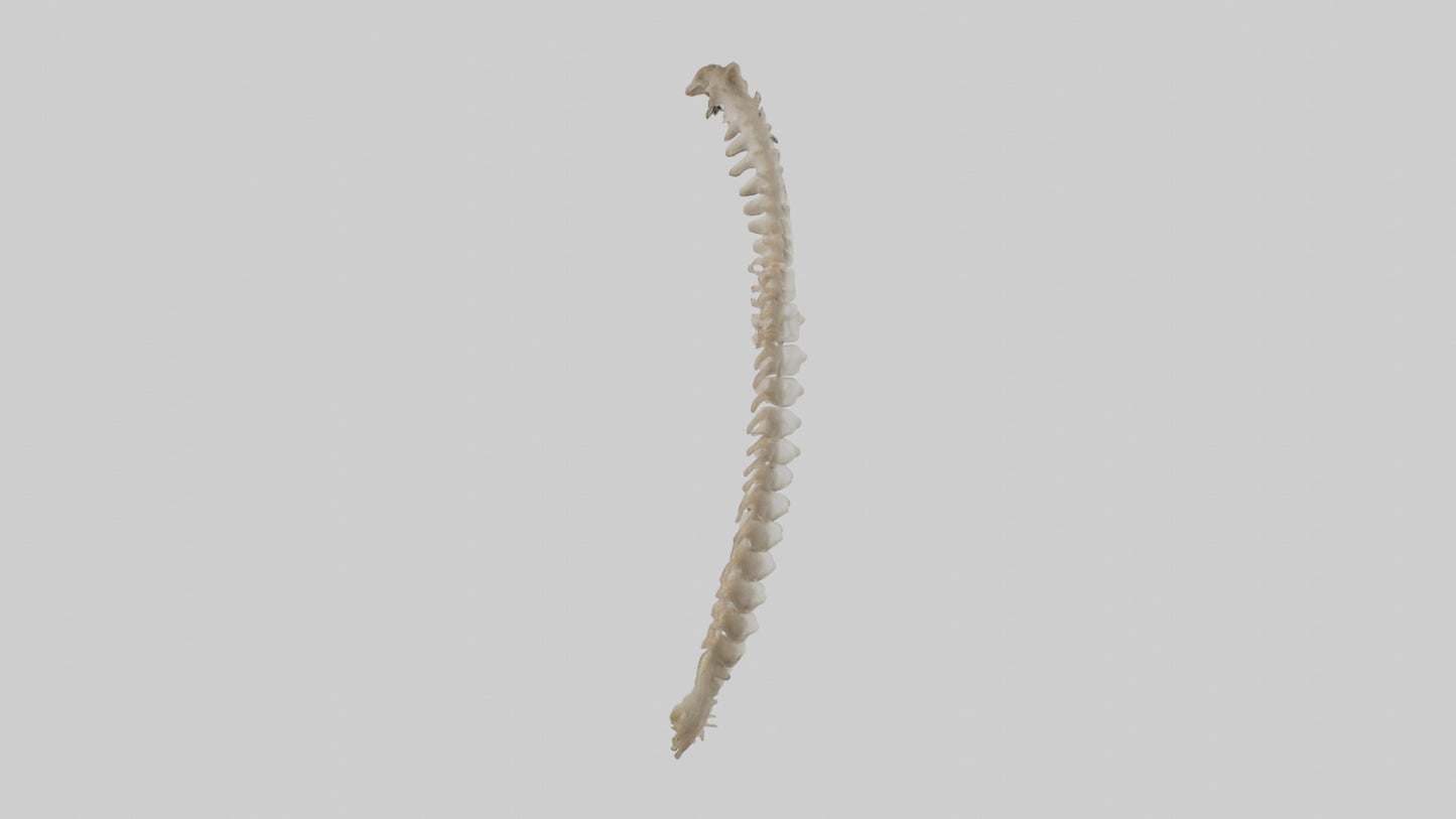 Squirrel Spine 3D model