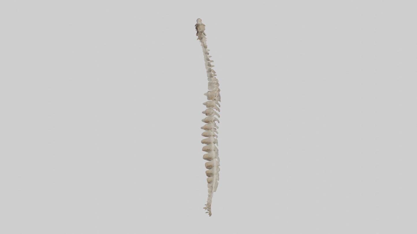 Squirrel Spine 3D model