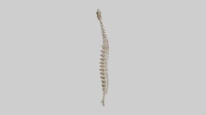 Squirrel Spine 3D model