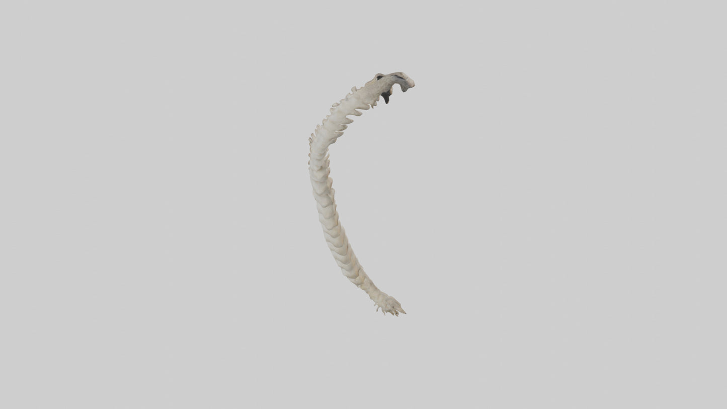 Squirrel Spine 3D model