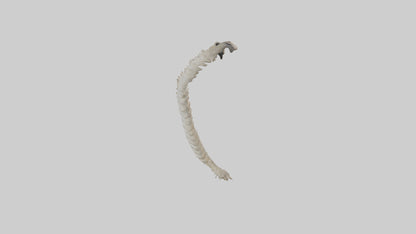 Squirrel Spine 3D model