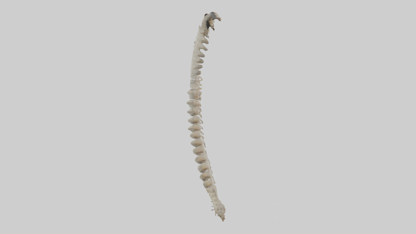 Squirrel Spine 3D model