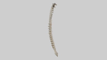 Squirrel Spine 3D model