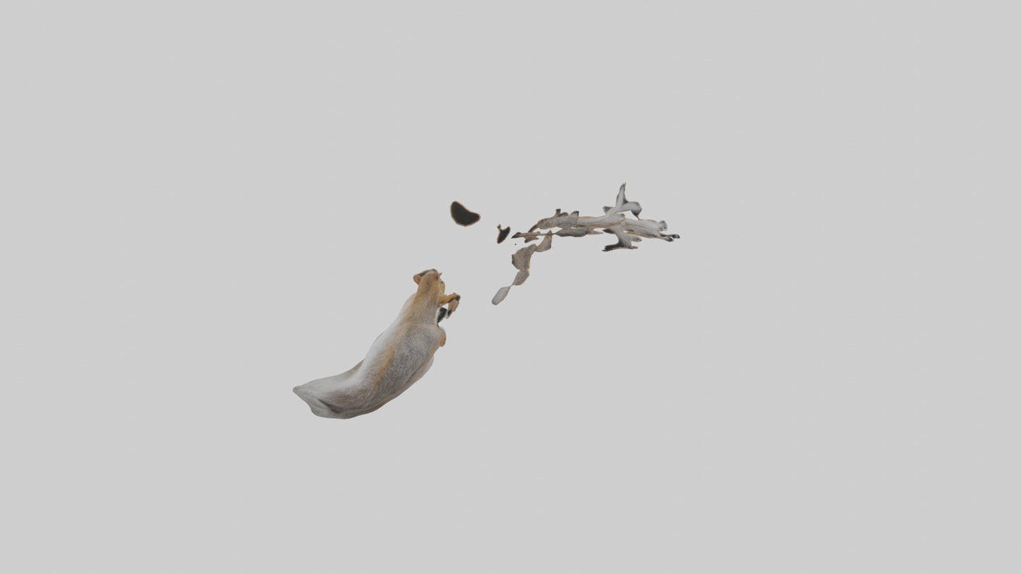 Squirrel Tail 3D model