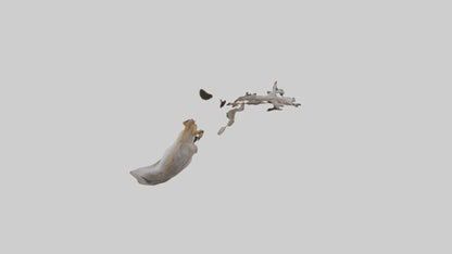 Squirrel Tail 3D model