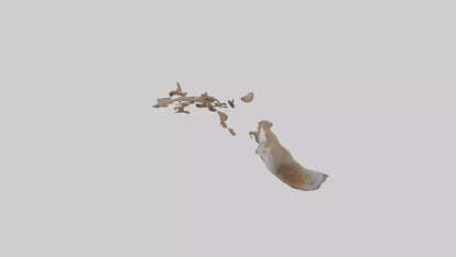 Squirrel Tail 3D model