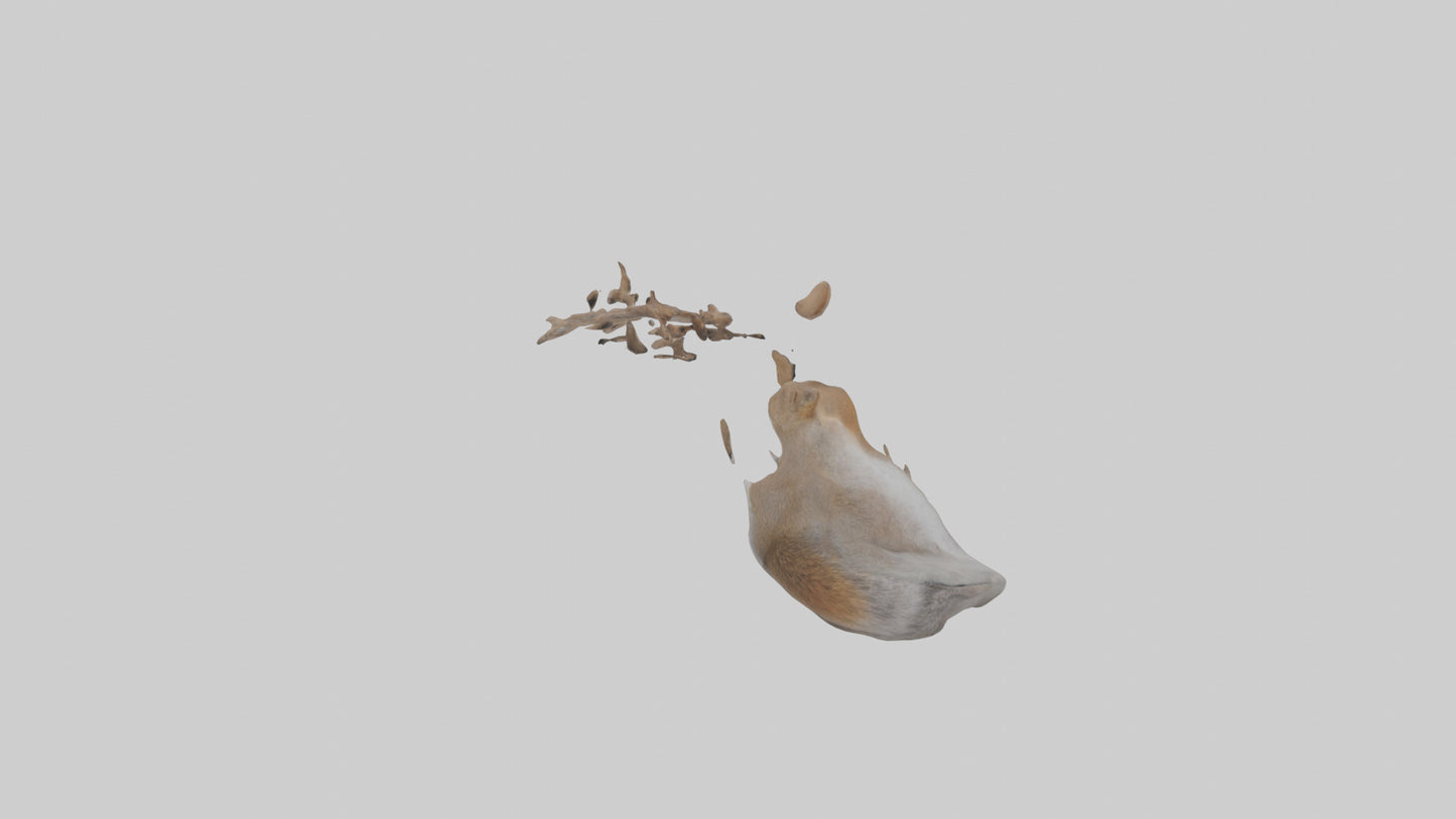 Squirrel Tail 3D model