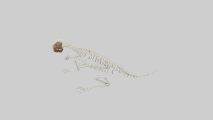 Squirrel Tail Skeleton model 3D model