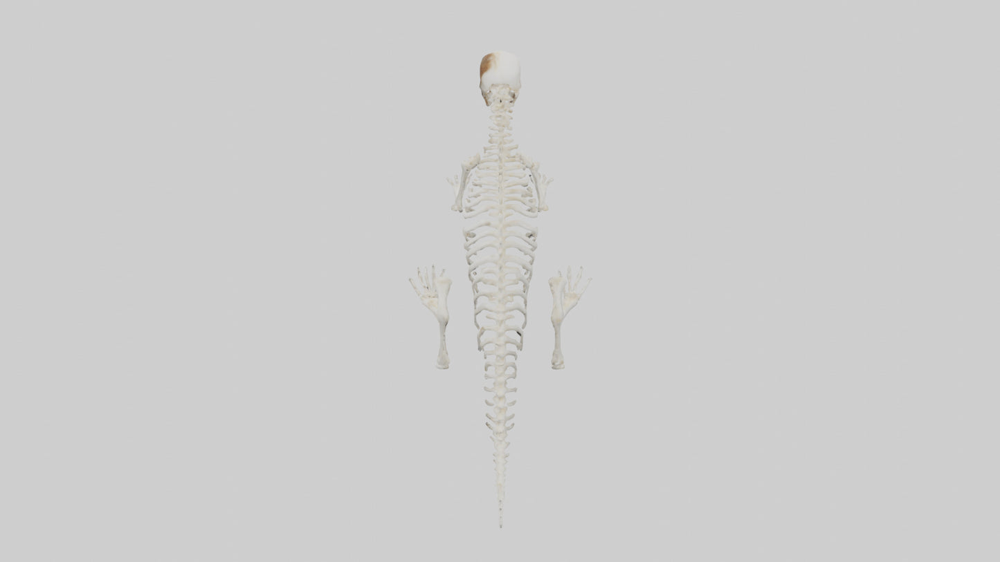 Squirrel Tail Skeleton model 3D model