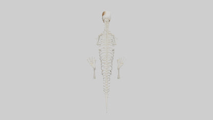 Squirrel Tail Skeleton model 3D model