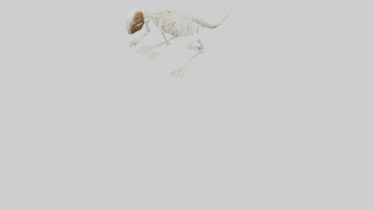 Squirrel Tail Skeleton model 3D model