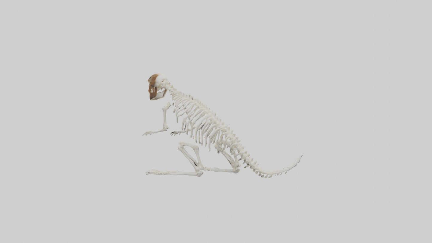 Squirrel Tail Skeleton model 3D model