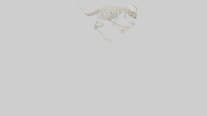 Squirrel Tail Skeleton model 3D model
