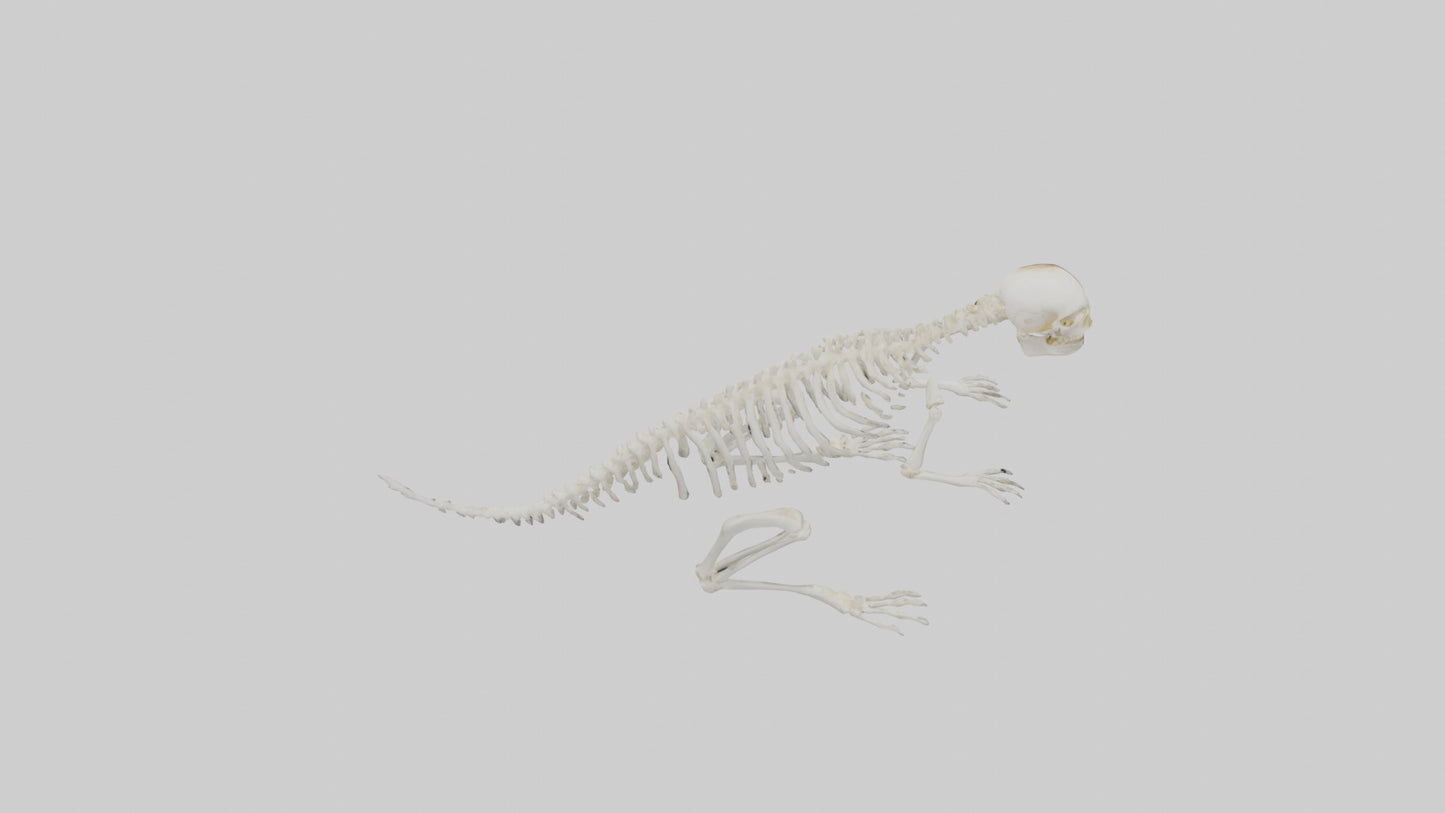 Squirrel Tail Skeleton model 3D model