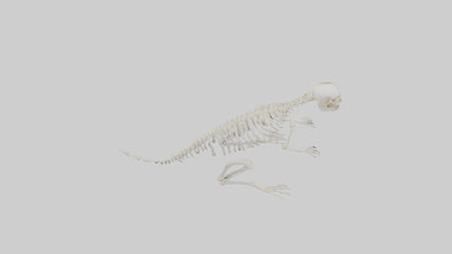 Squirrel Tail Skeleton model 3D model