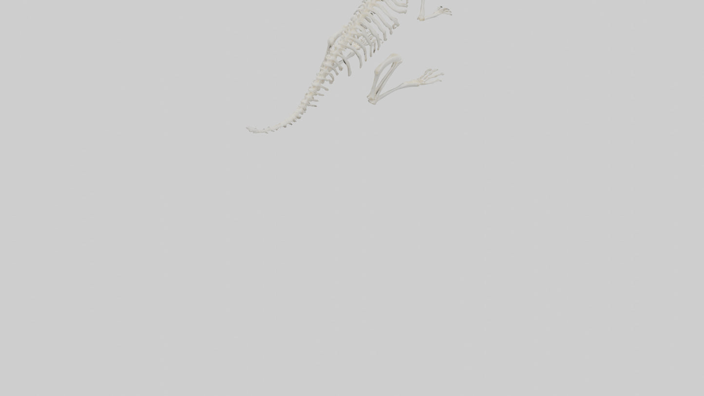 Squirrel Tail Skeleton model 3D model