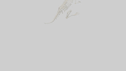 Squirrel Tail Skeleton model 3D model