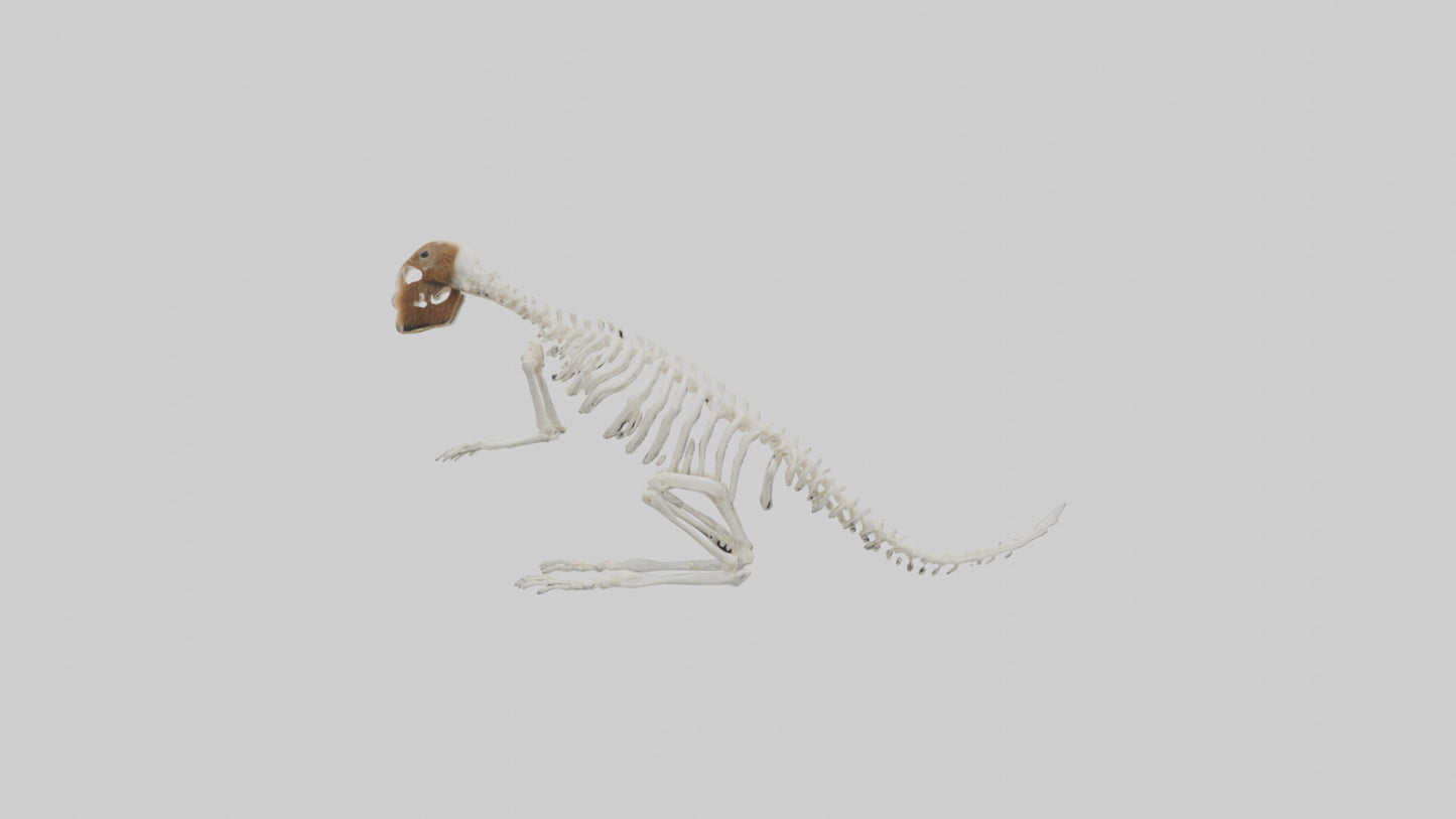 Squirrel Tail Skeleton model 3D model