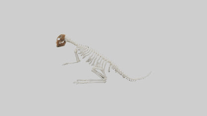 Squirrel Tail Skeleton model 3D model