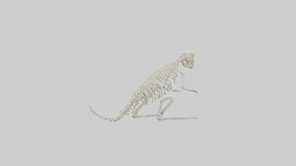 Squirrel Tail Skeleton model 3D model