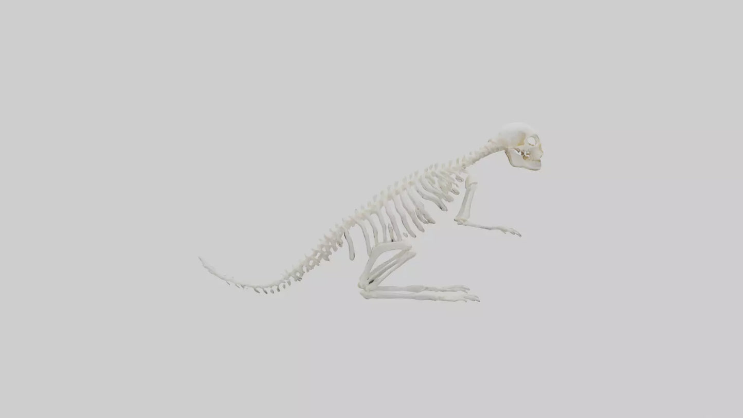 Squirrel Tail Skeleton model 3D model