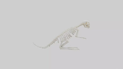 Squirrel Tail Skeleton model 3D model