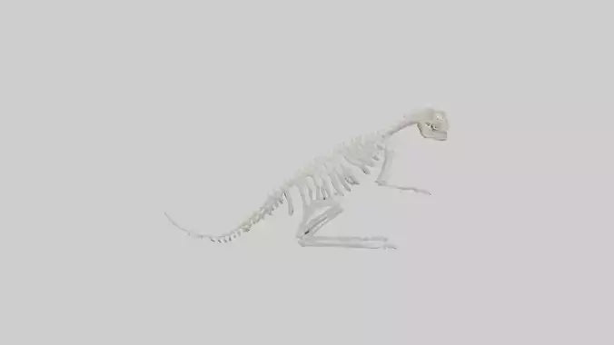 Squirrel Tail Skeleton model 3D model
