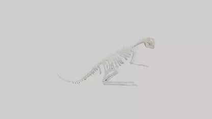 Squirrel Tail Skeleton model 3D model