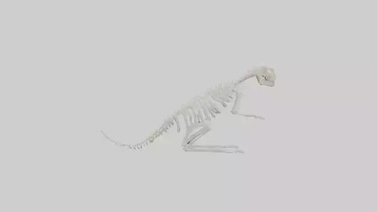 Squirrel Tail Skeleton model 3D model