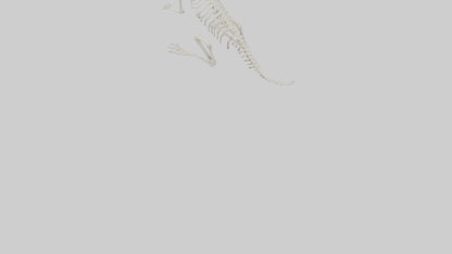 Squirrel Tail Skeleton model 3D model