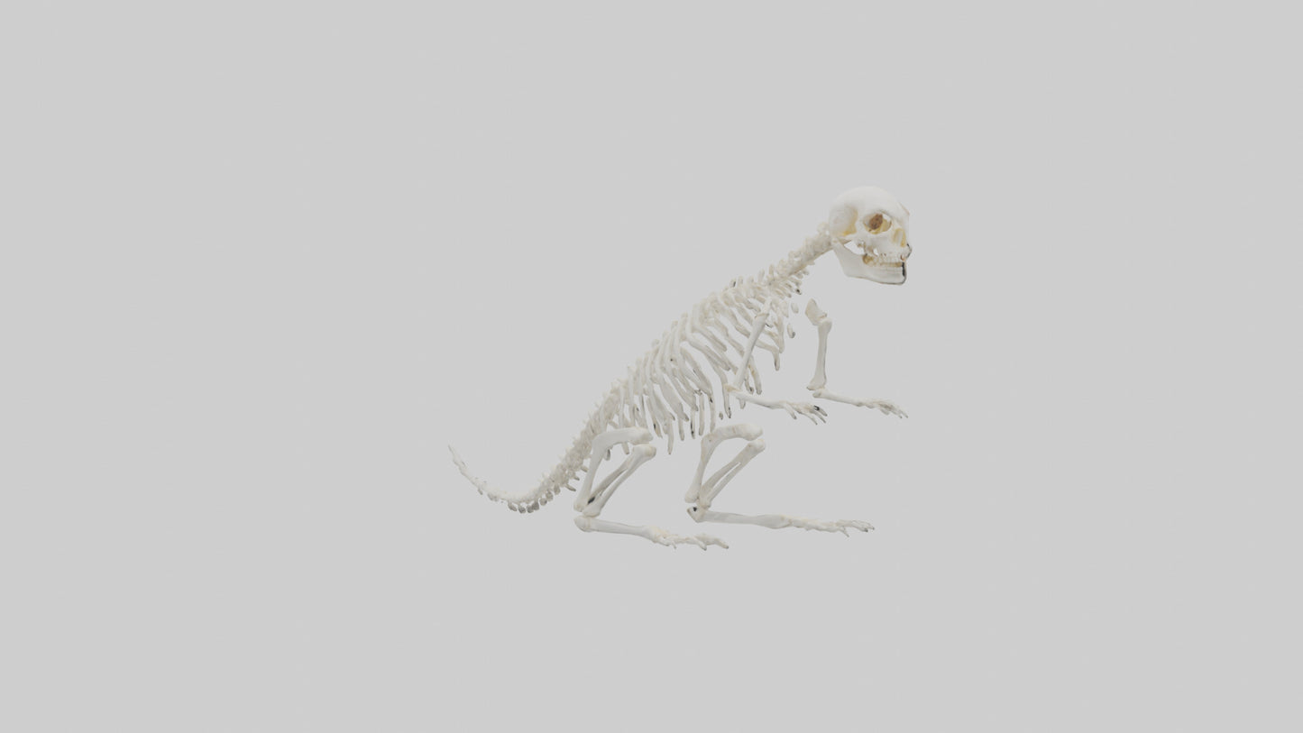 Squirrel Tail Skeleton model 3D model