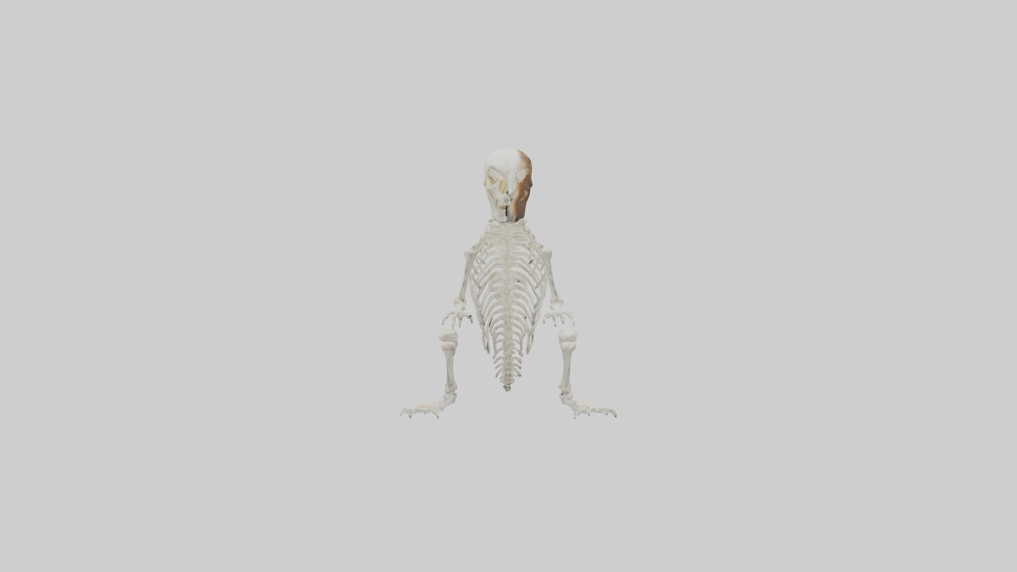 Squirrel Tail Skeleton model 3D model