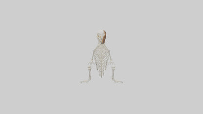 Squirrel Tail Skeleton model 3D model