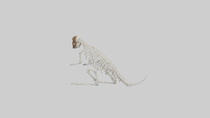 Squirrel Tail Skeleton model 3D model