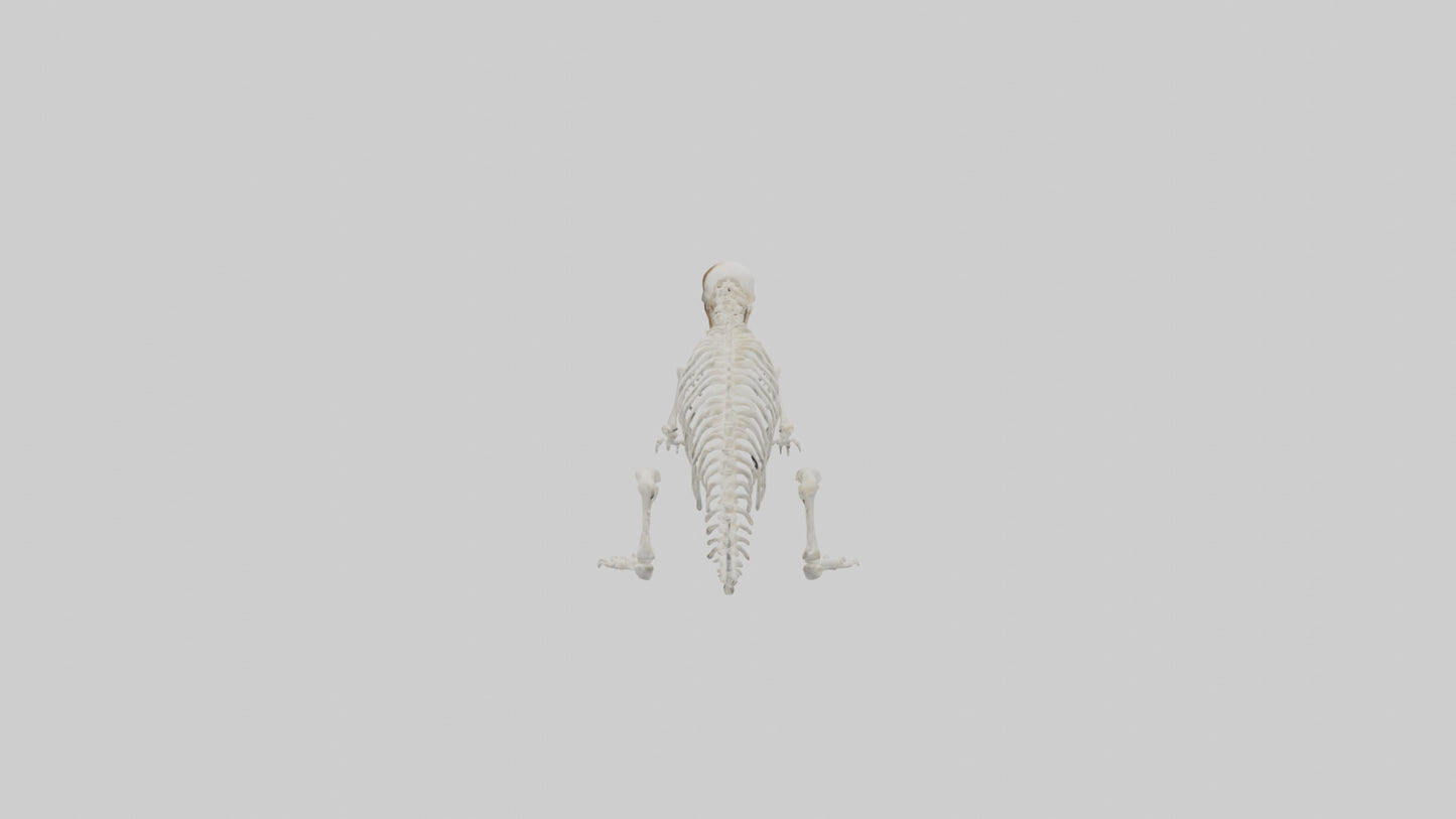 Squirrel Tail Skeleton model 3D model