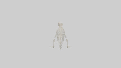 Squirrel Tail Skeleton model 3D model