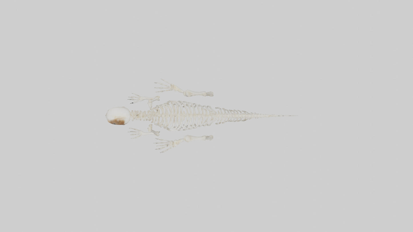Squirrel Tail Skeleton model 3D model