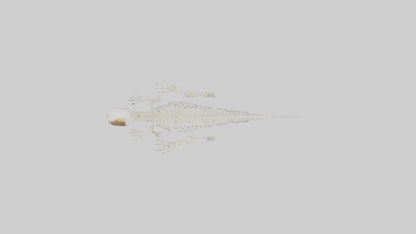 Squirrel Tail Skeleton model 3D model