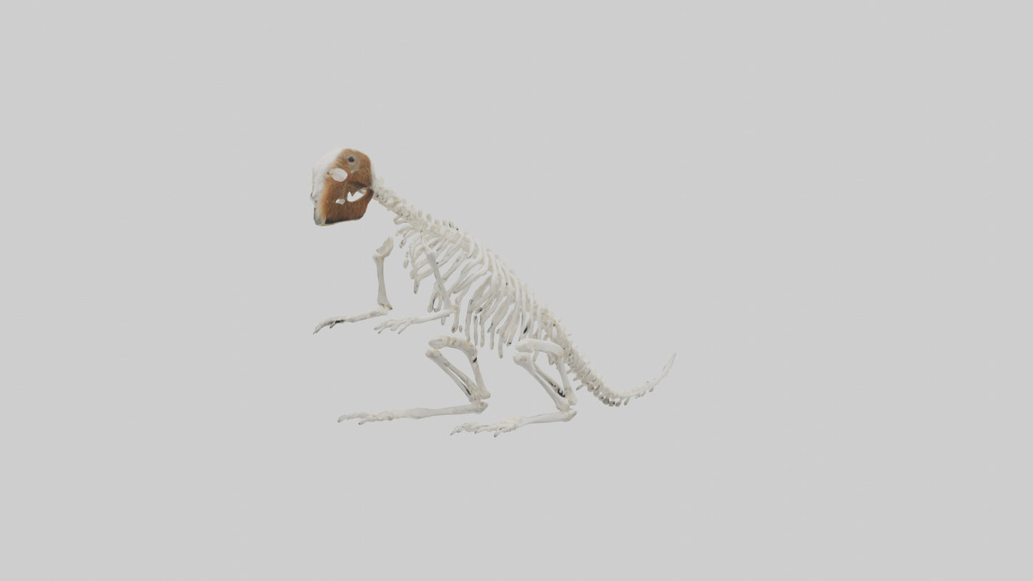 Squirrel Tail Skeleton model 3D model
