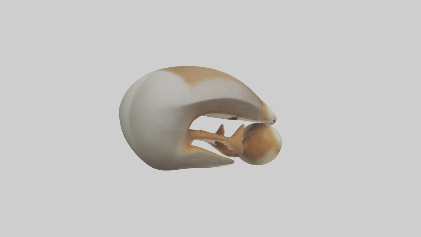 Squirrel Teeth Model 3D model