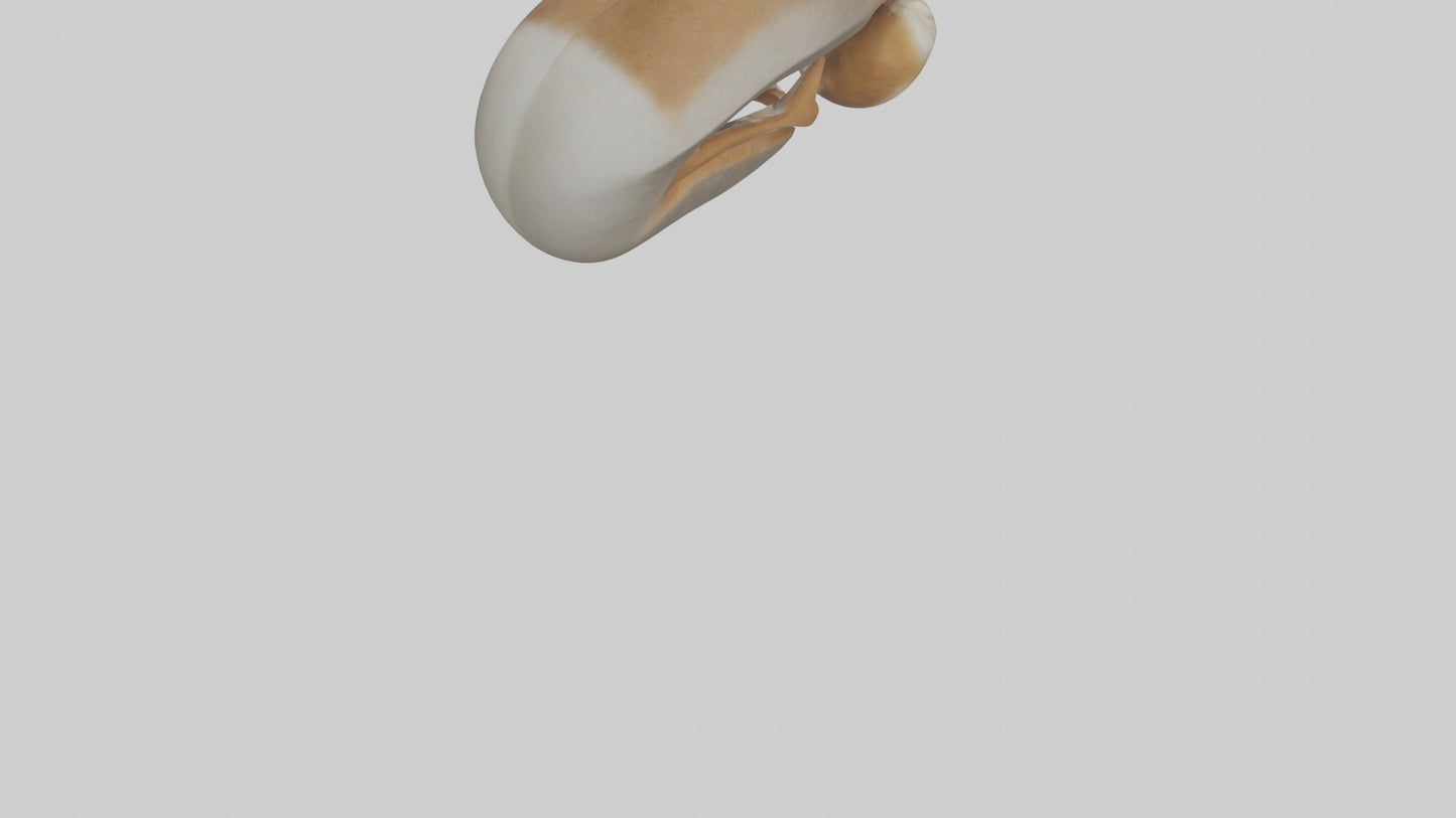 Squirrel Teeth Model 3D model