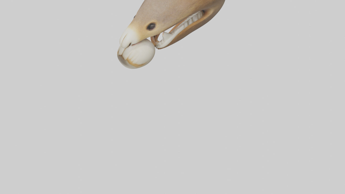 Squirrel Teeth Model 3D model
