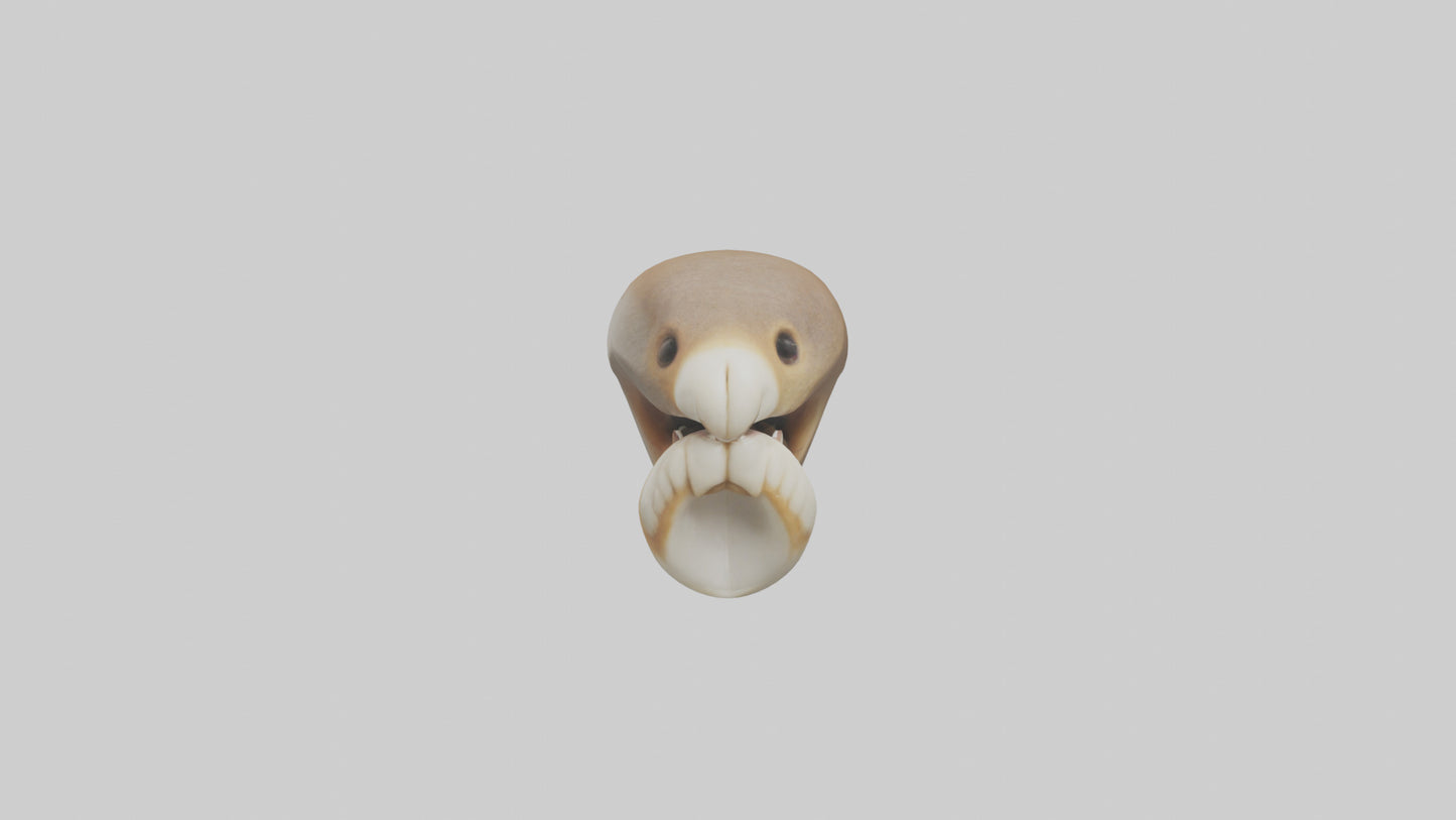 Squirrel Teeth Model 3D model