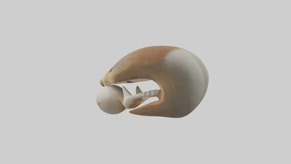 Squirrel Teeth Model 3D model
