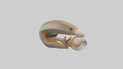 Squirrel Teeth Model 3D model
