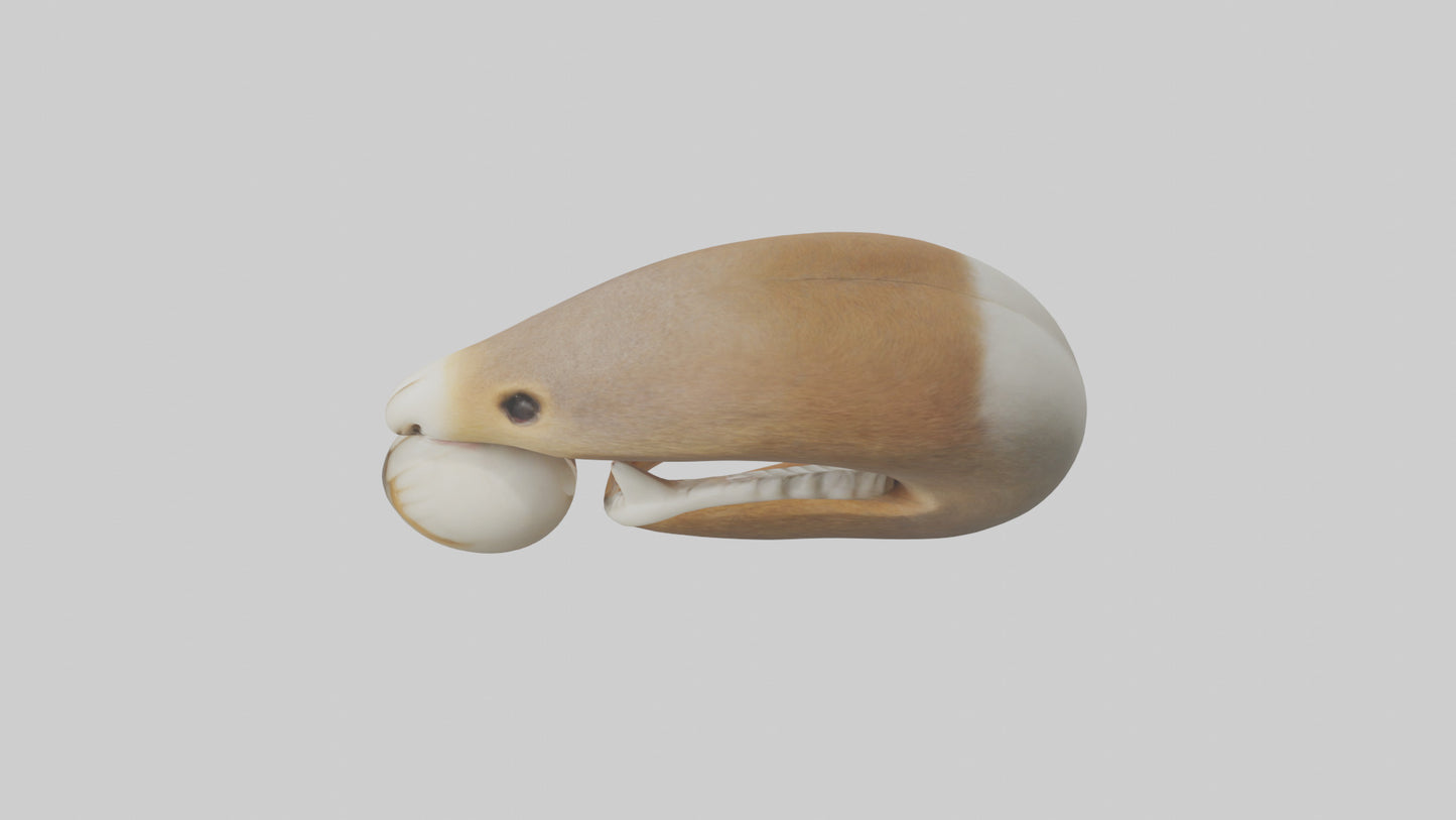 Squirrel Teeth Model 3D model