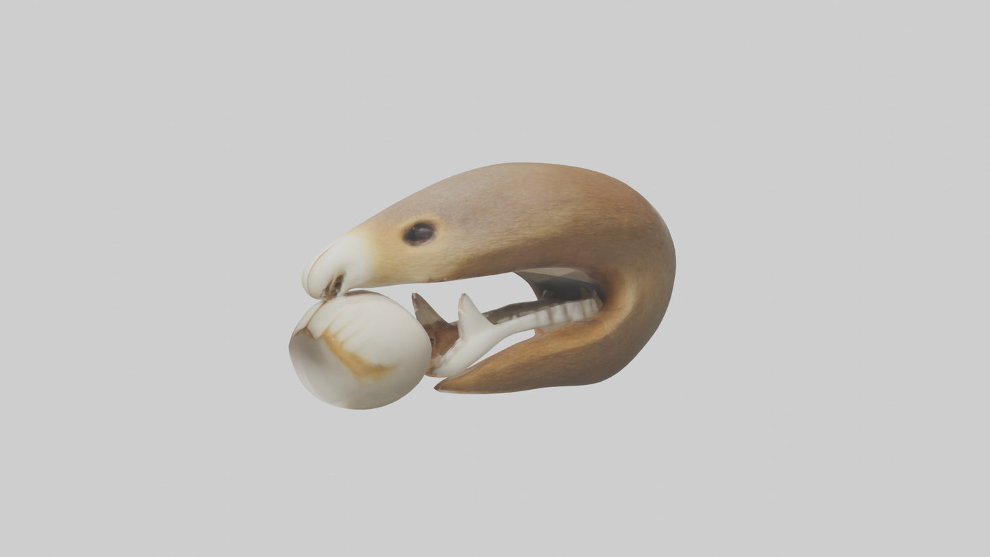 Squirrel Teeth Model 3D model