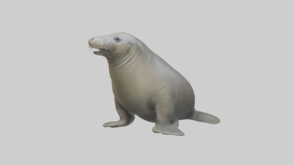 Standing Elephant Seal Model VR / AR / low-poly