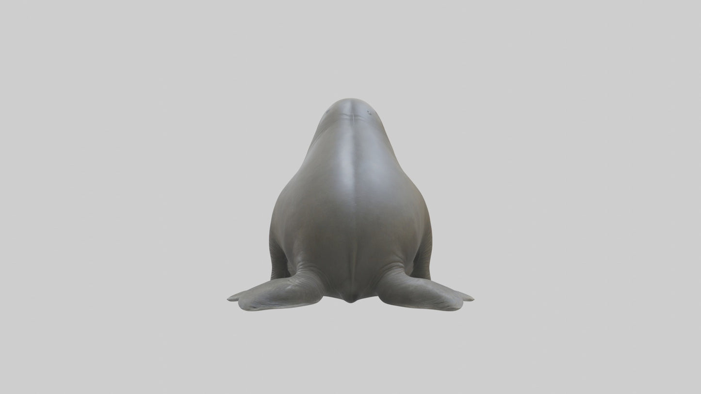 Standing Elephant Seal Model VR / AR / low-poly